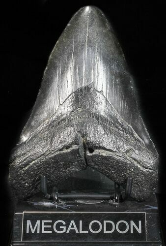 Large, Fossil Megalodon Tooth #57456